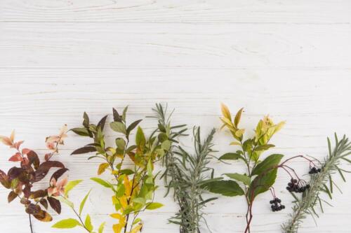 Different Plant Branches Scattered Table